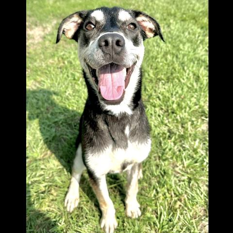 adoptable Dog in Conroe, TX named DAX