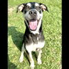 adoptable Dog in  named DAX