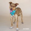 adoptable Dog in  named FEATHER