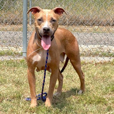 ZURI - Labrador Retriever available for adoption