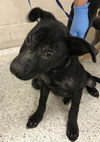adoptable Dog in  named CHARLIE