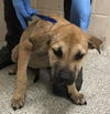 adoptable Dog in  named CHAROLETTE