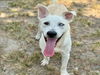 adoptable Dog in  named BUTTERS