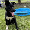 adoptable Dog in  named MILLER