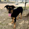 adoptable Dog in  named DOT
