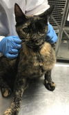 adoptable Cat in  named VALENTINE