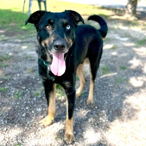 adoptable Dog in Conroe, TX named WETZEL