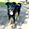 adoptable Dog in  named WETZEL