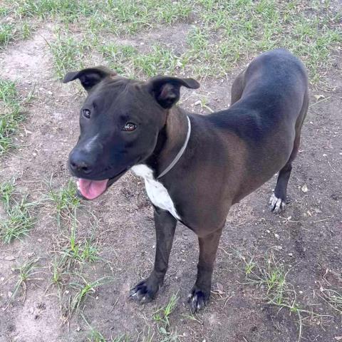 BELINDA - American Staffordshire Terrier available for adoption
