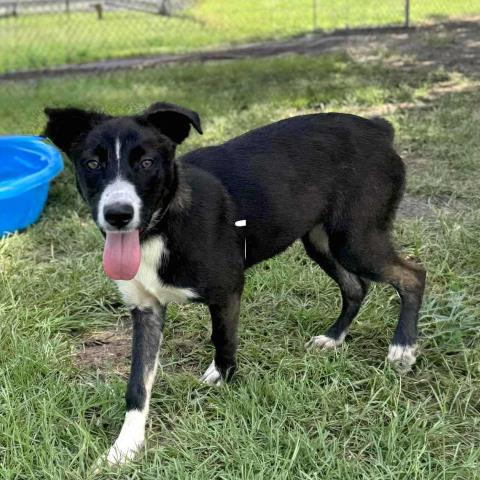 adoptable Dog in Conroe, TX named MACY