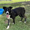 adoptable Dog in  named MACY