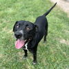 adoptable Dog in  named SKIPPY