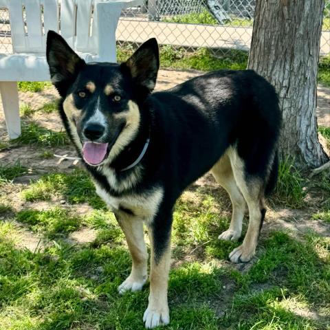 adoptable Dog in Conroe, TX named WIMBERLEY
