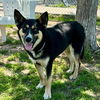 adoptable Dog in  named WIMBERLEY