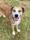 adoptable Dog in  named HUSKER