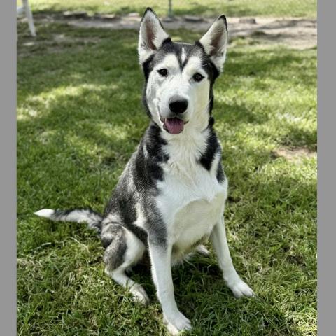 adoptable Dog in Conroe, TX named ROSABELL