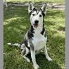 adoptable Dog in  named ROSABELL