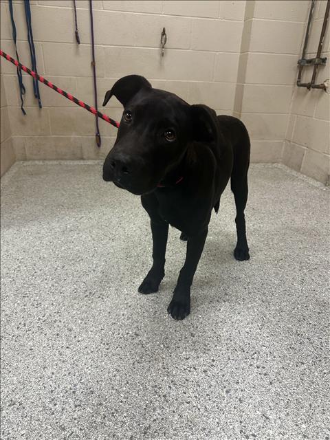 adoptable Dog in Conroe, TX named SHEPHERD