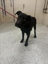 adoptable Dog in  named SHEPHERD