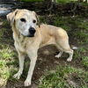 adoptable Dog in  named ANGEL