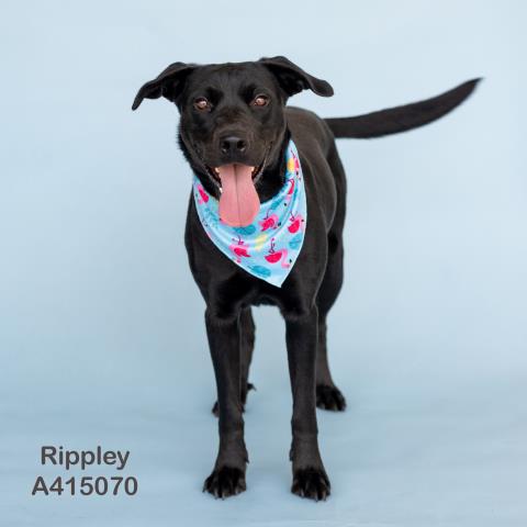 adoptable Dog in Conroe, TX named RIPPLEY