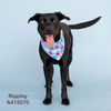 adoptable Dog in  named RIPPLEY