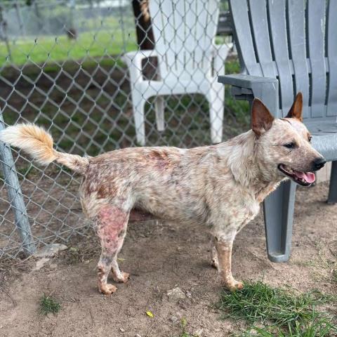 adoptable Dog in Conroe, TX named COOPER