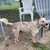 adoptable Dog in  named COOPER