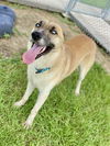 adoptable Dog in  named FINN
