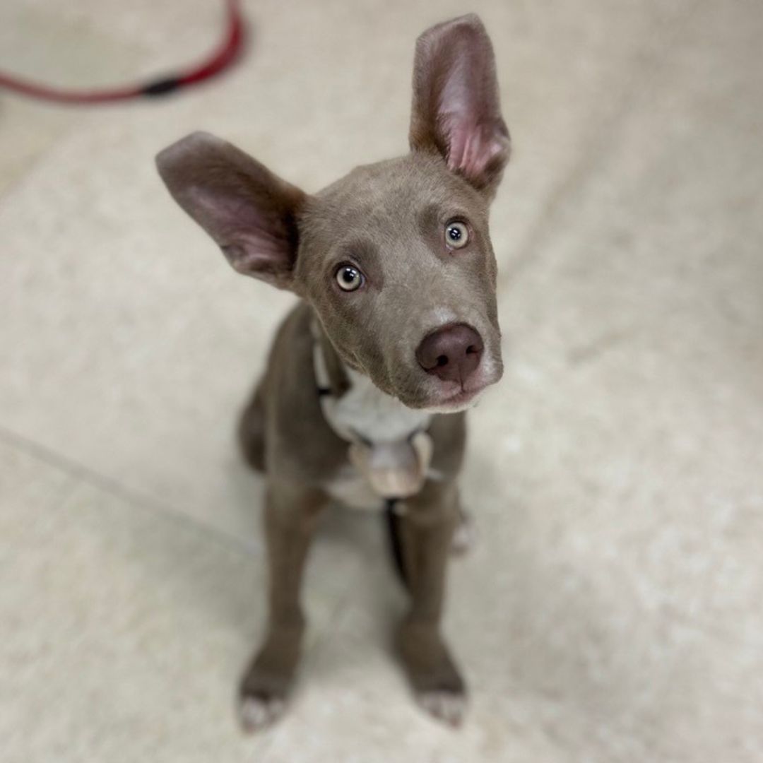 adoptable Dog in Conroe, TX named DUSTY
