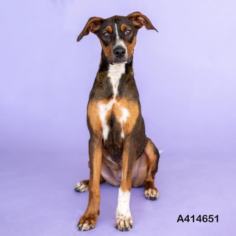 adoptable Dog in Conroe, TX named TOFFEE