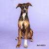adoptable Dog in  named TOFFEE