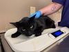 adoptable Cat in  named A415361