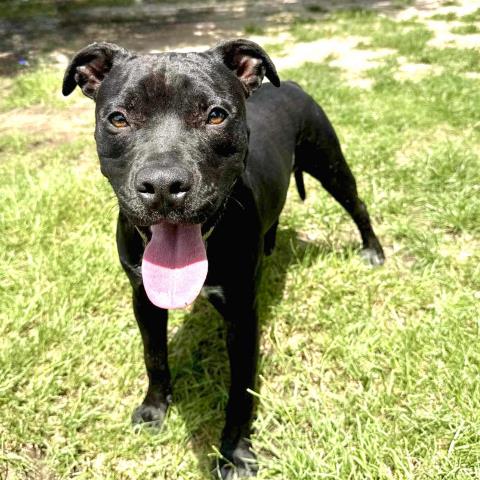 adoptable Dog in Conroe, TX named BLACKBERRY