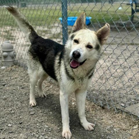 adoptable Dog in Conroe, TX named FERB