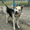 adoptable Dog in  named FERB