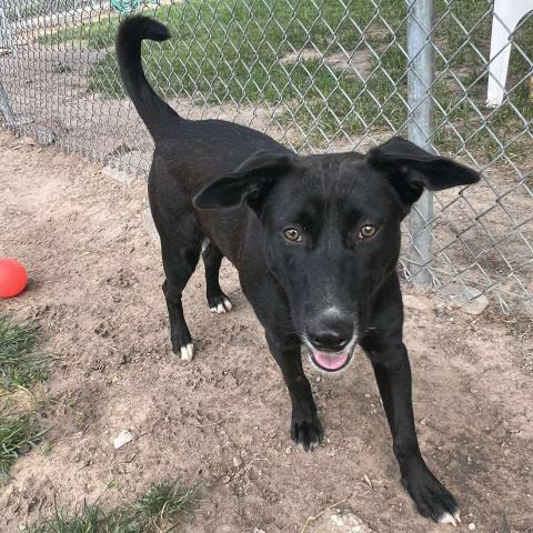 adoptable Dog in Conroe, TX named SUGAR