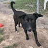 adoptable Dog in  named SUGAR