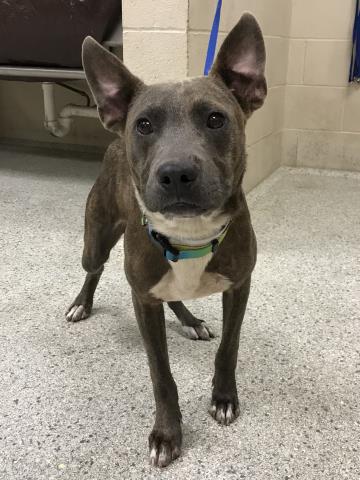 adoptable Dog in Conroe, TX named ERNIE