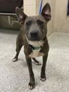 adoptable Dog in  named ERNIE