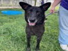 adoptable Dog in  named HAZEL