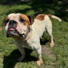 adoptable Dog in  named BEAU