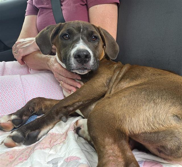 adoptable Dog in Conroe, TX named ZUZU