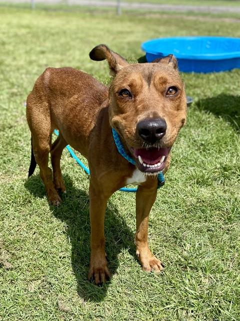 adoptable Dog in Conroe, TX named CLEO