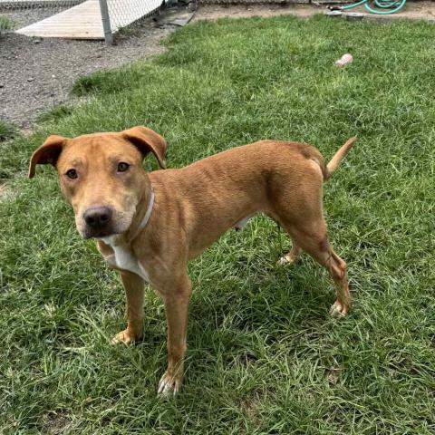 adoptable Dog in Conroe, TX named BANNER