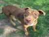 adoptable Dog in  named MUFFIN