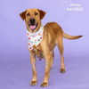 adoptable Dog in  named JESSA