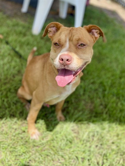 adoptable Dog in Conroe, TX named REVERE