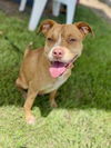 adoptable Dog in  named REVERE