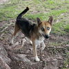 adoptable Dog in  named CINNAMON